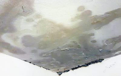 I rimedi naturali per eliminare la muffa in casa